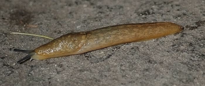 Limacus flavus da Viterbo